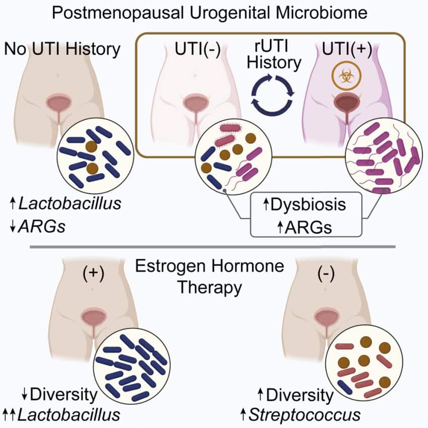 some-postmenopausal-women-are-more-prone-to-recurrent-utis