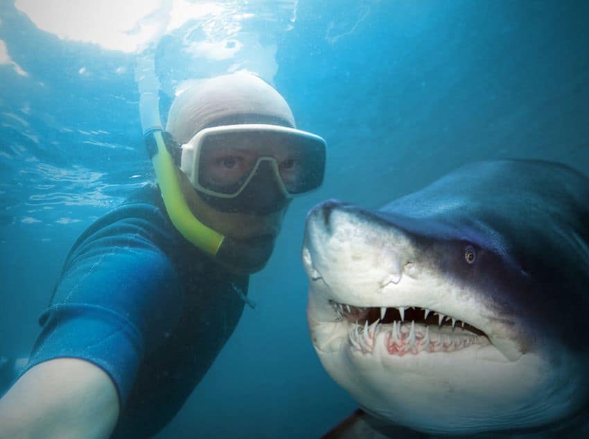 Diver and shark.