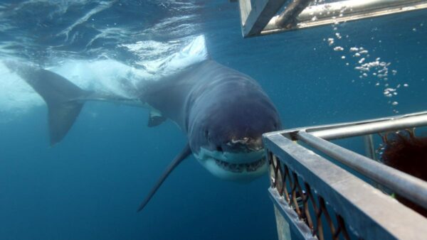 The Great Australian Bight and Great White Shark cage divers