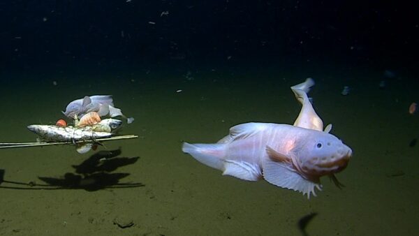 Watch: record-breaking footage of fish at deepest level ever captured