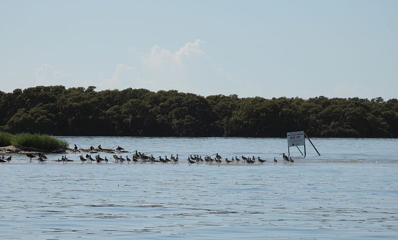 Birds on the shore of kamay/botany bay.