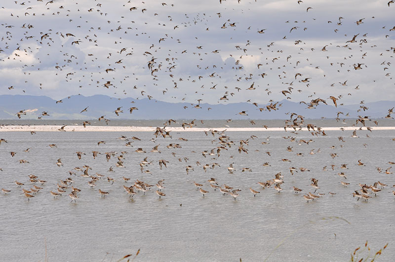 A large flock of birds over a body of water.