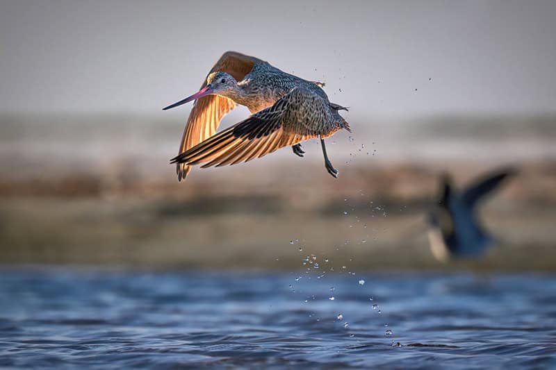 A bird captured in mid-flight.