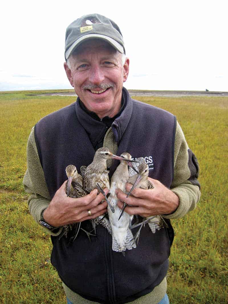 Biologist robert gill holds juvenile godwit, b6.