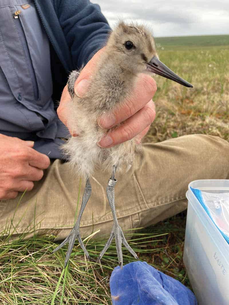 Juvenile godwit, b6.