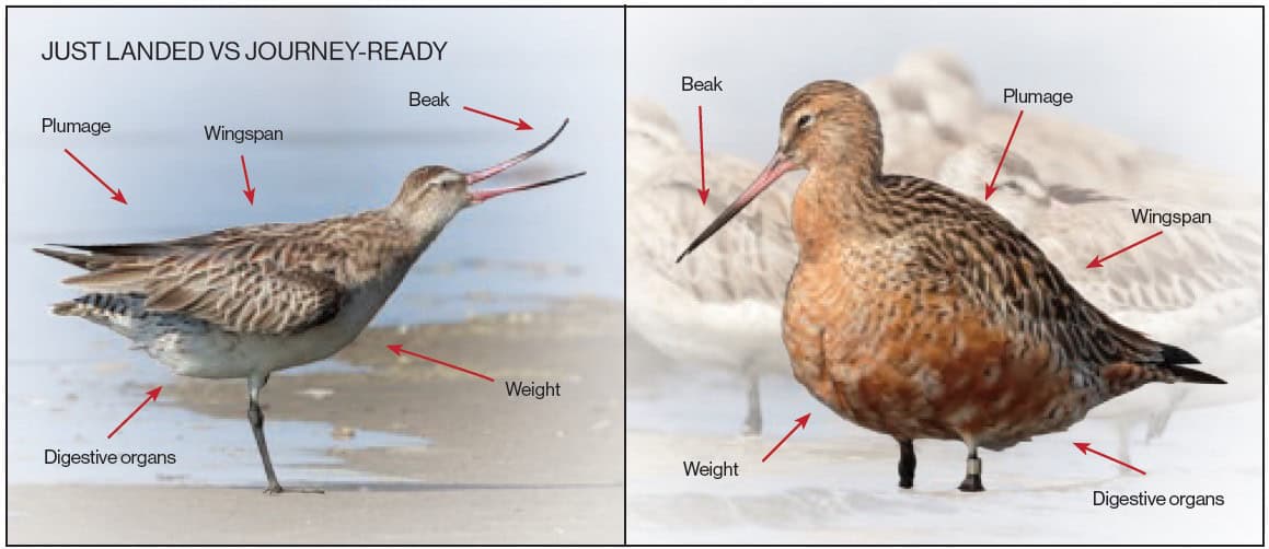 Comparison of a 'just landed' versus a 'journey-ready' bird.