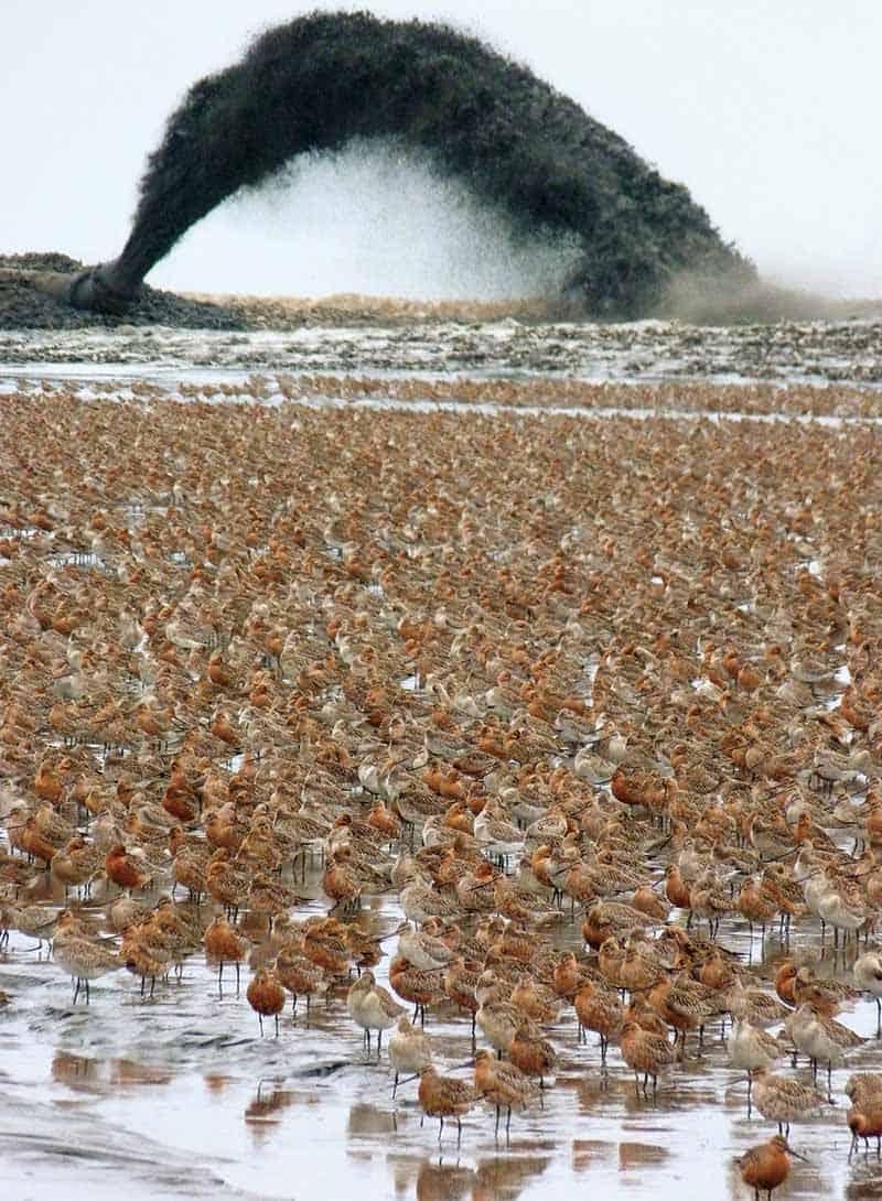 Bar-tailed godwits gather on mudflats in danger of being re-purposed as industrial land.