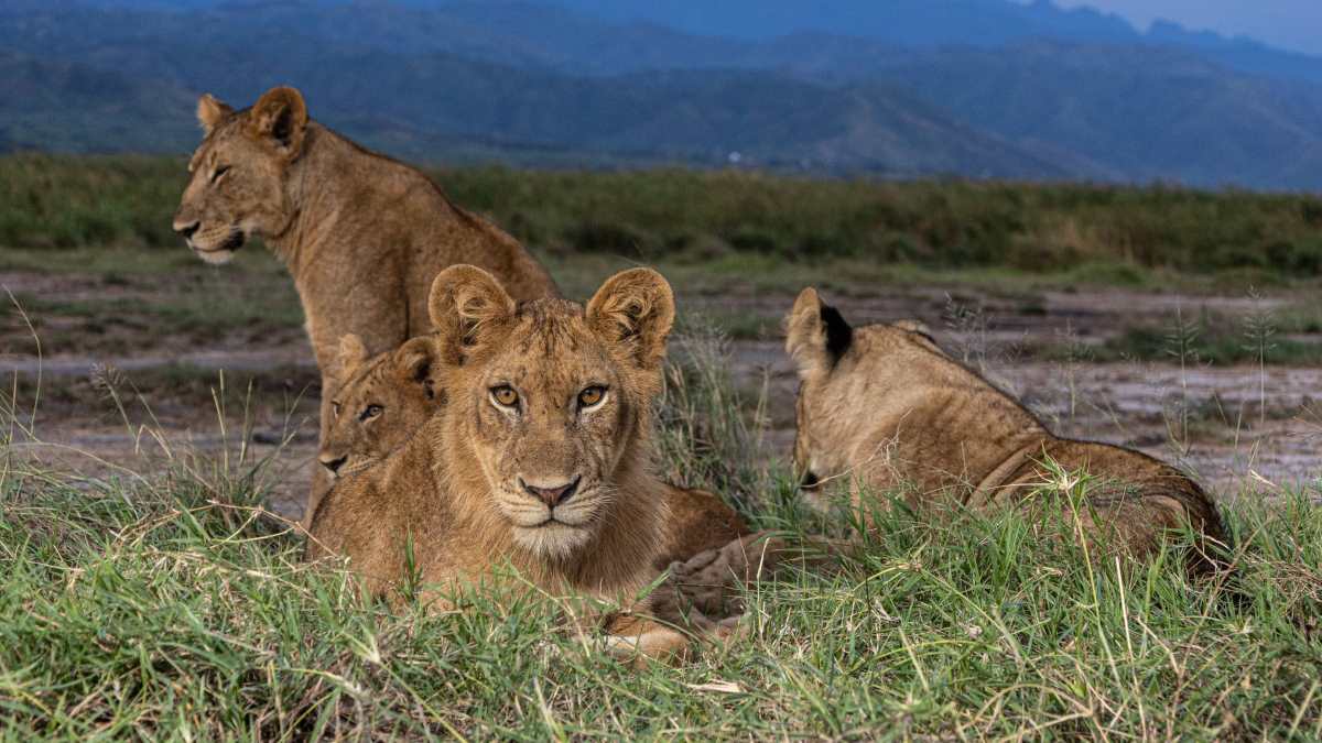 4 lions resting on ground