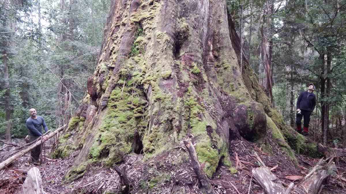 two people stanfding next to huge tree trunk