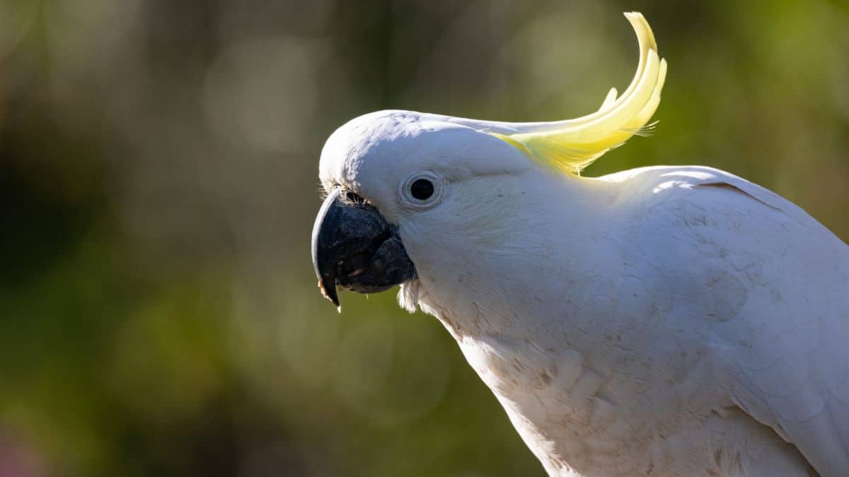 sulphur-crested cockatoo