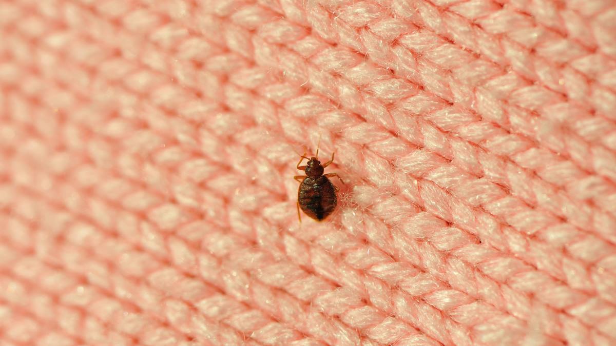 bed bug on a blanket