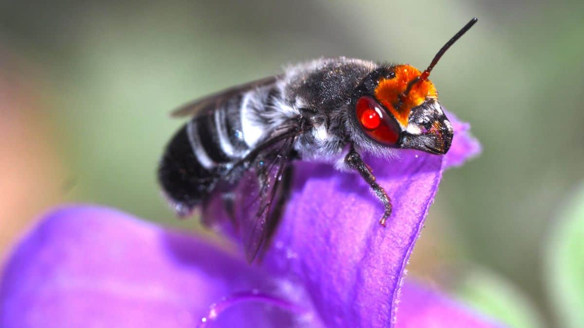 native bee on flower