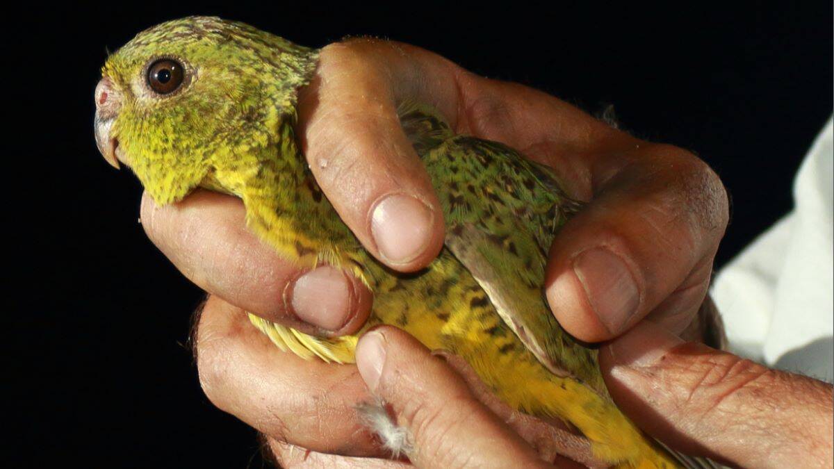 night parrot held in person's hands