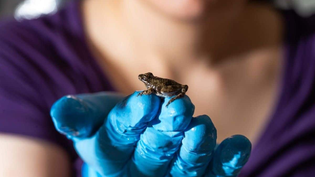 small frog rests on fingers of gloved hand