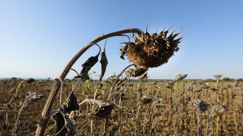 Field of dead sunflowers