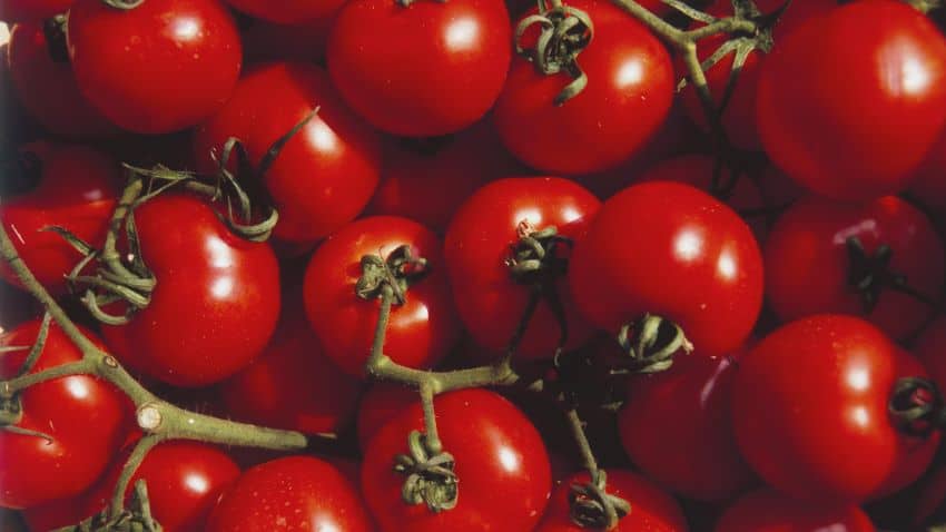 Tomatoes on vine