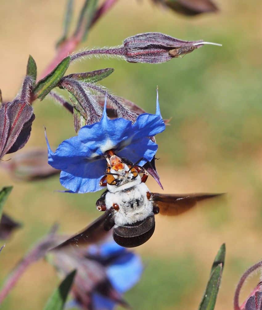 Native bee on flower