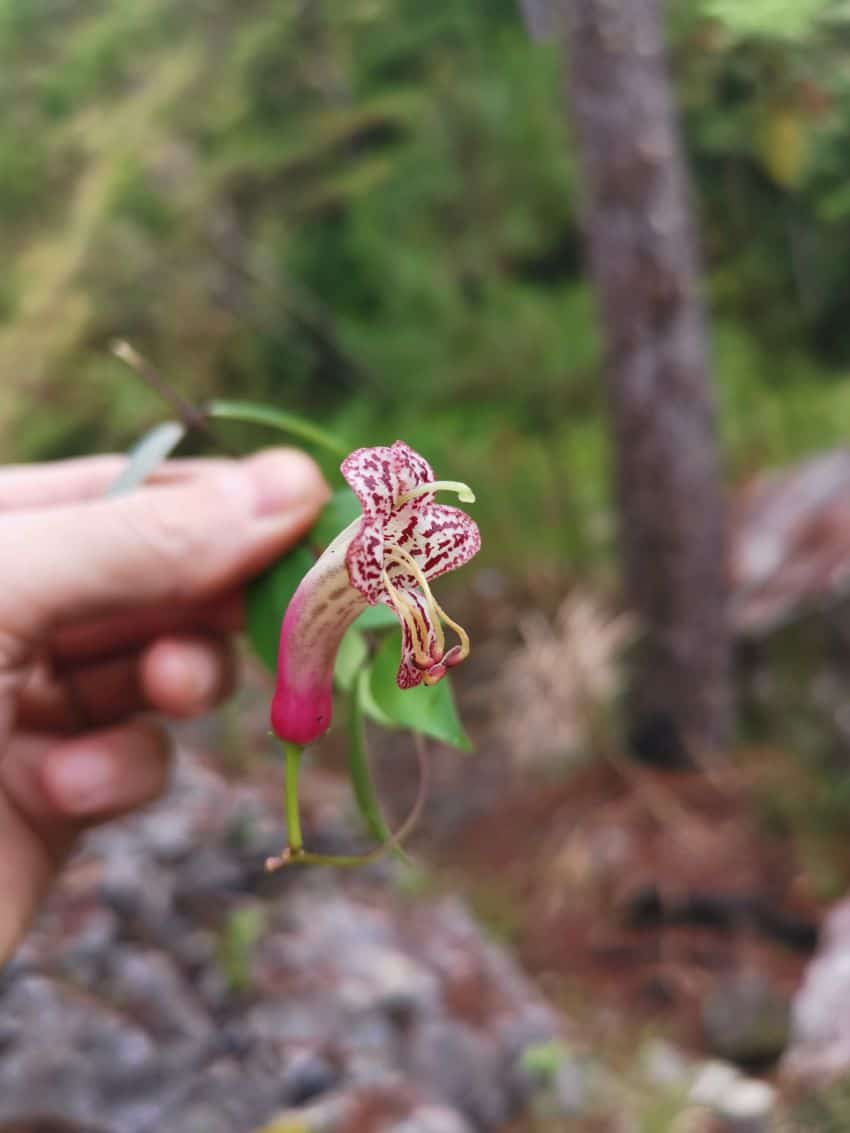 Close up of pink and white flower