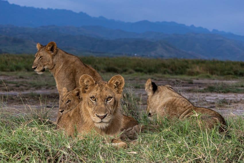 4 lions resting on ground