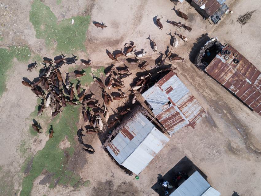 Aerial shot of cattle