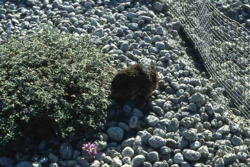 Gopher at fence