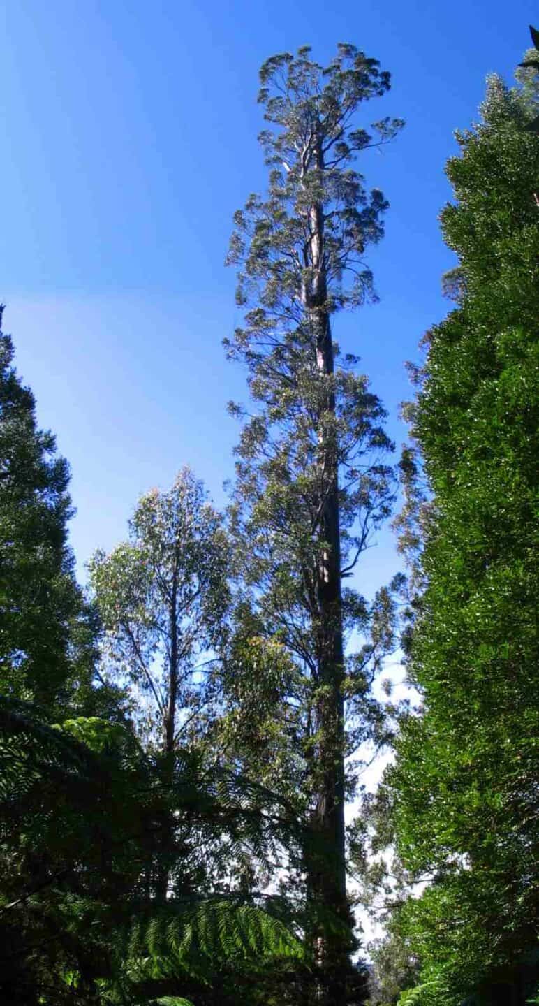 Tall eucalyptus regnans tree