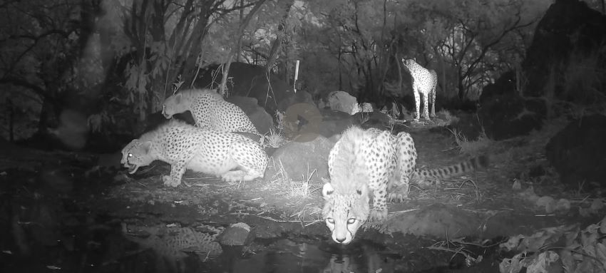 Cheetahs drinking at creek