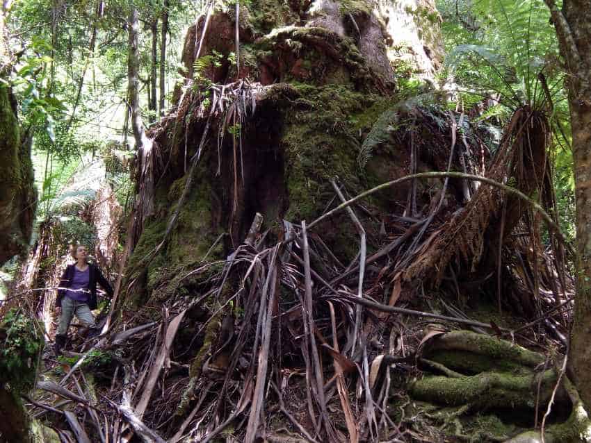 Person standing at base of tree