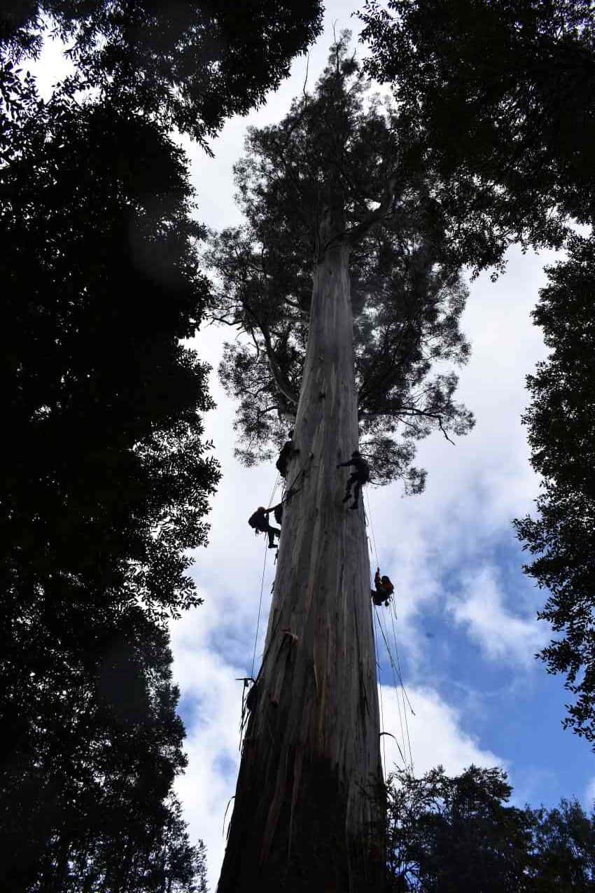 People on ropes climbing tall tree