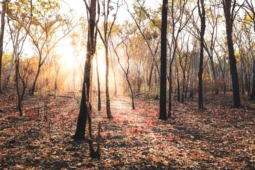 Australian landscape after small fire