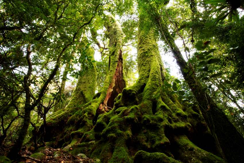 Big moss-covered trees in forest