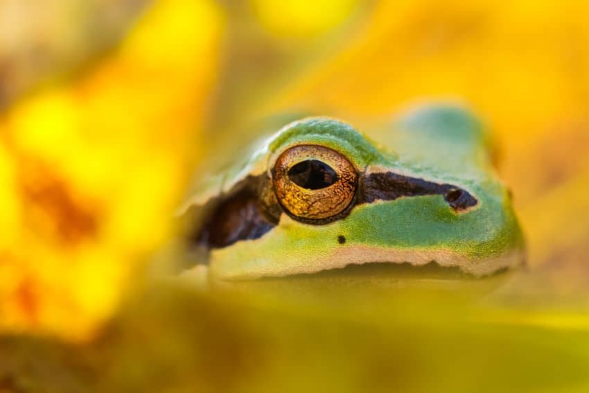 Close up of eastern tree frog