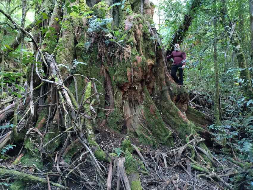 Person standing at base of tree