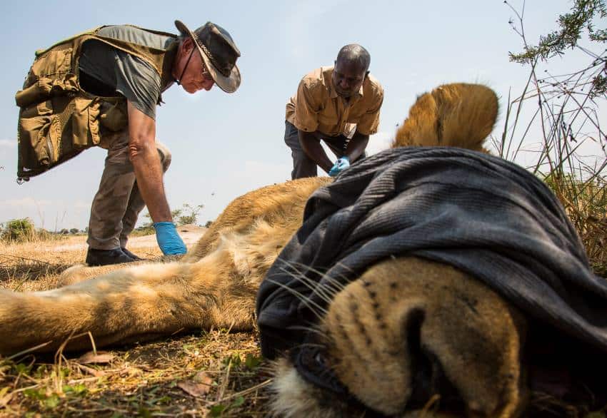 Two people bend over lion wearing blindfold