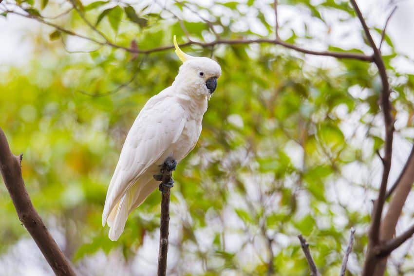 Sulphur-crested cockatoo stands on branch