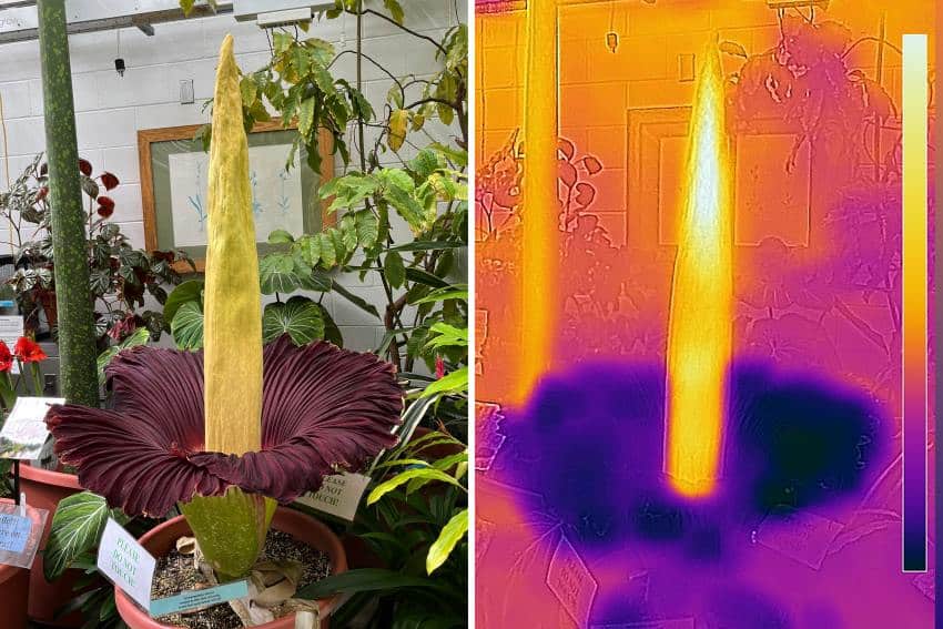 Photo of titan arum, corpse flower, and heat map showing warm top of spike