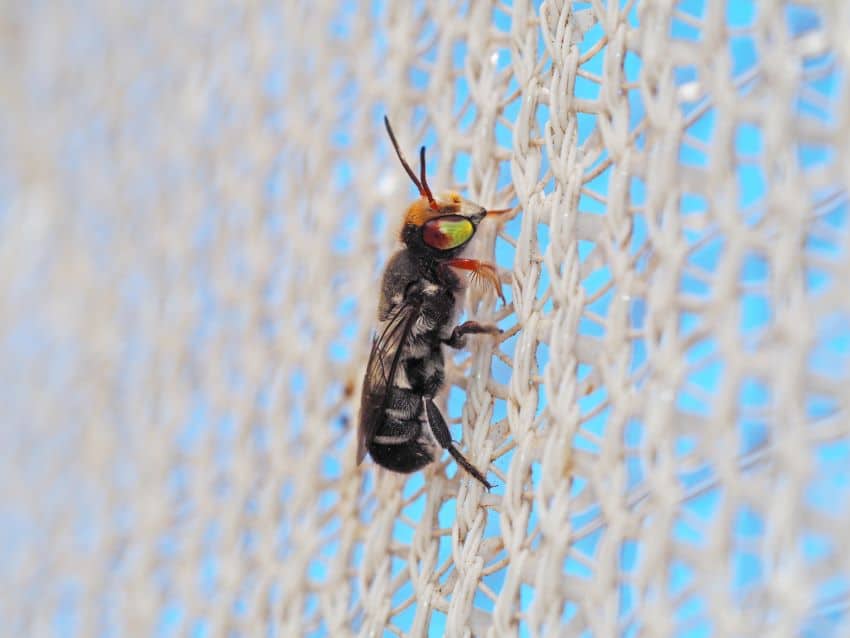 Native bee on wire