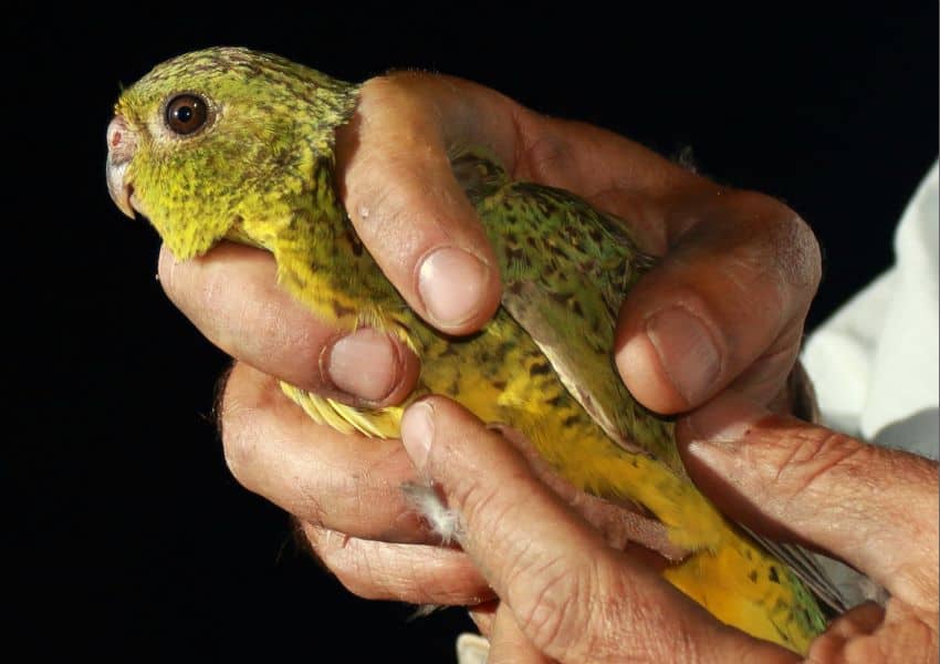 Night parrot held in person's hands
