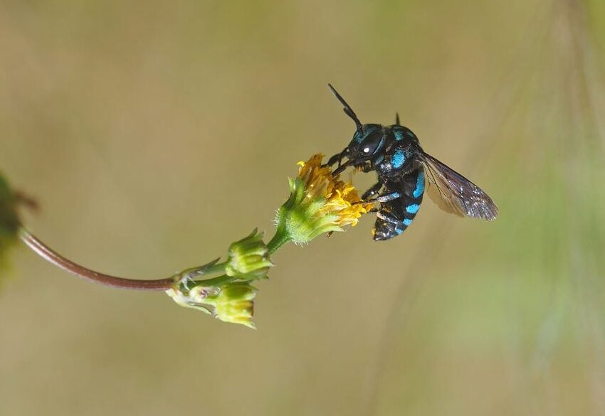 Native bee on flower