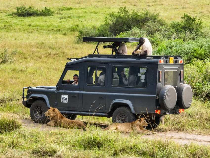 People on truck above two lions resting on road