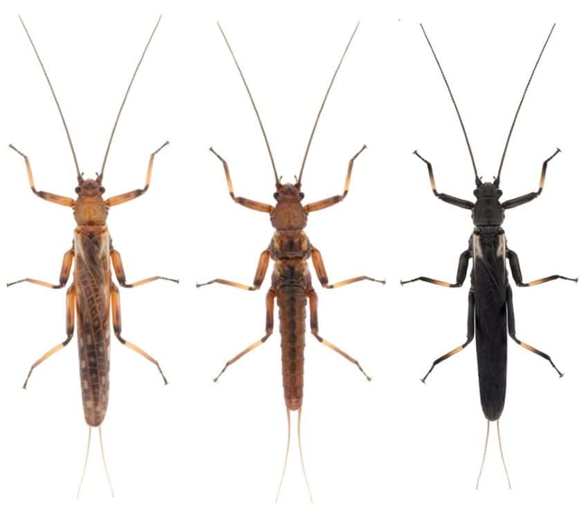 Three insects, one is much darker