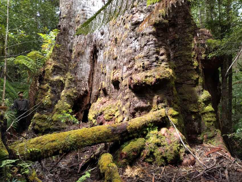 Person standing at base of tree