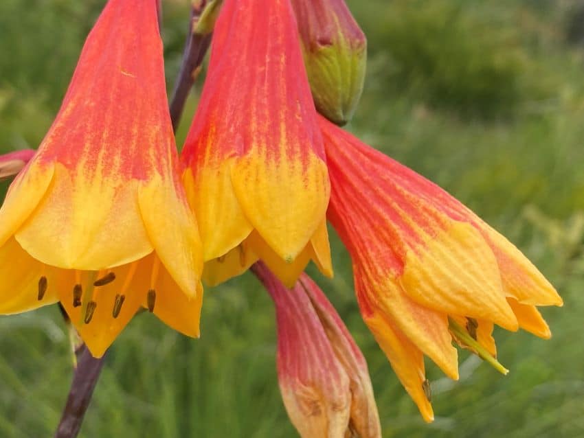 Close up of christmas bell flowers, one is wilting