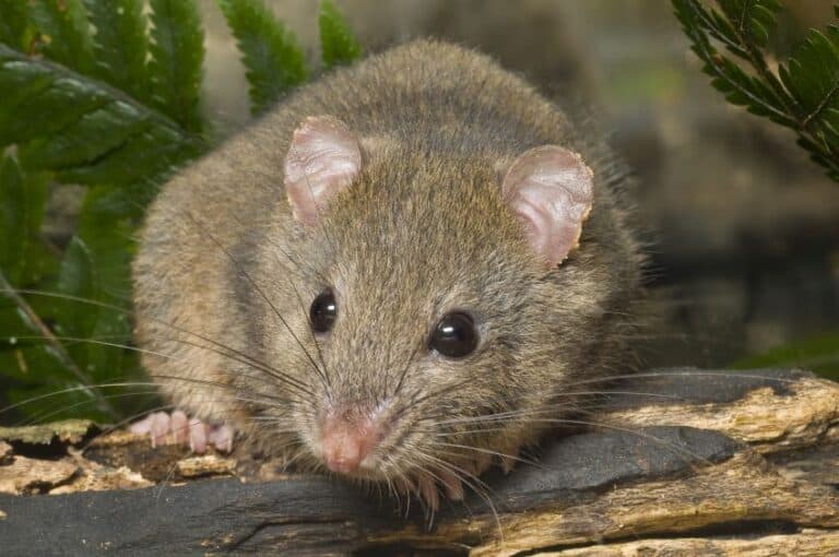 Bush rat native rodents reclaiming their territory