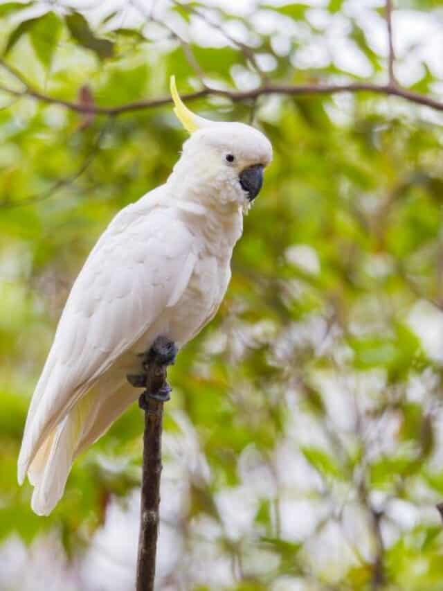 Sulphur-crested cockatoo is actually 2 species