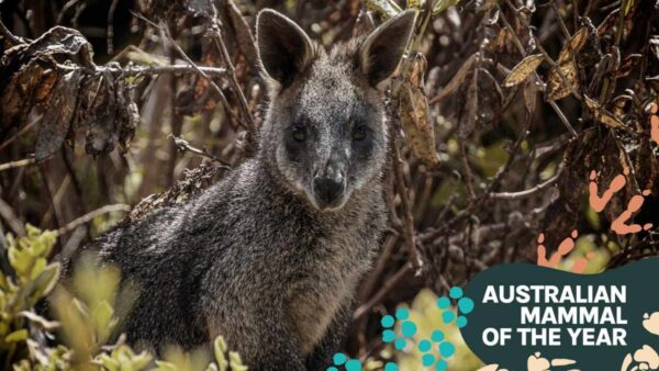 Swamp wallaby: black panther down under?