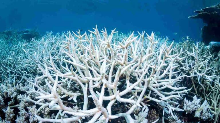 Great Barrier Reef not off the danger list yet