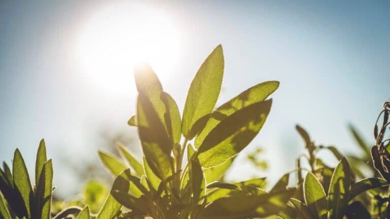 Climate Change Is Messing With Photosynthesis