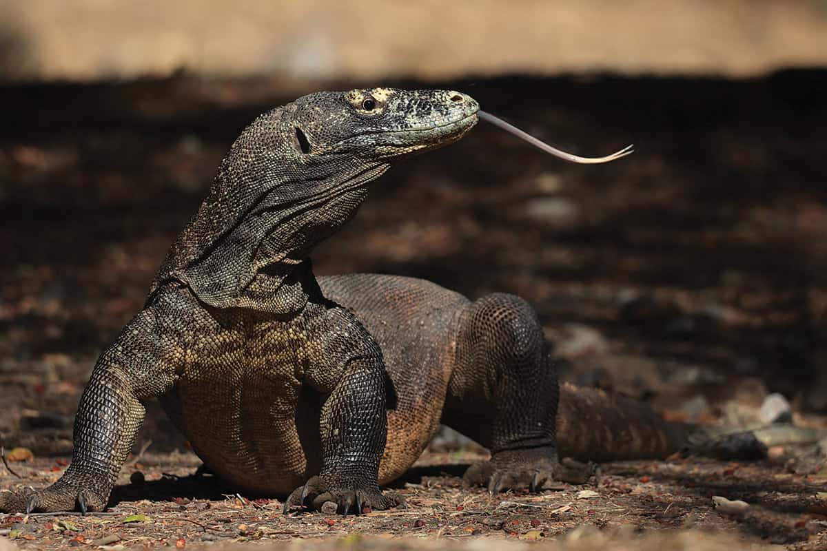 Komodo dragon with long tongue sticking out.