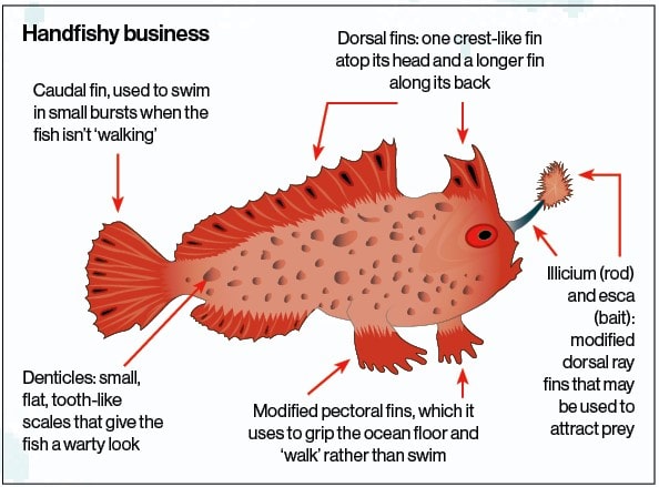 An annotated illustration of the red handfish that highlights its adaptations.